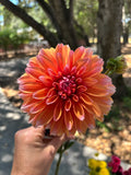 Robann Creamsicle