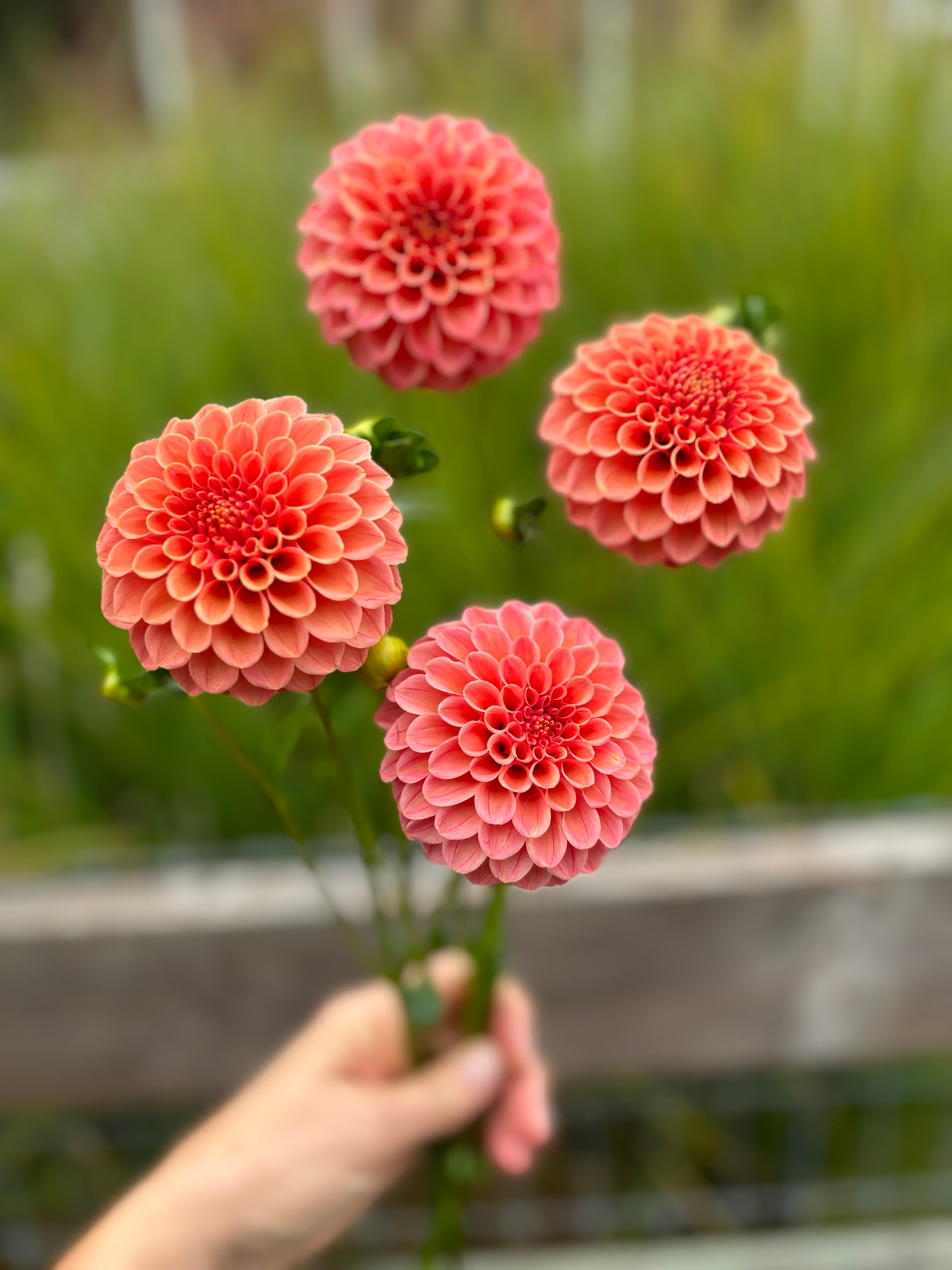 Rose Tuscano