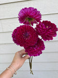 Sandia Bertha