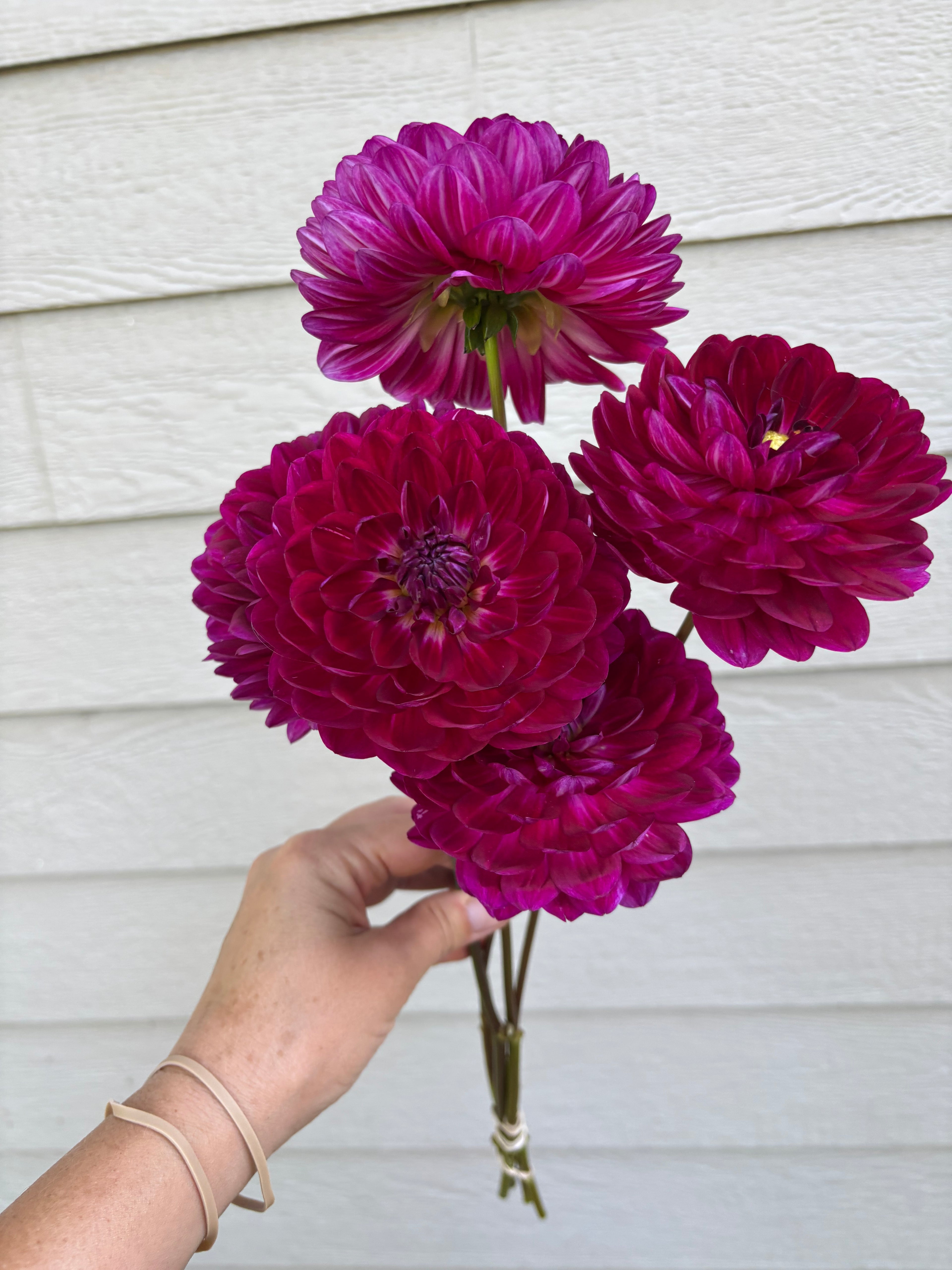 Sandia Bertha